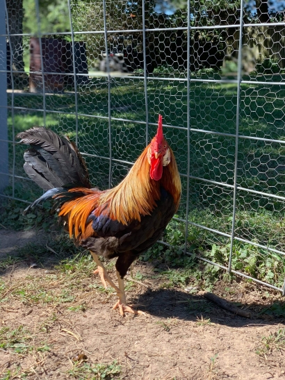 Mr. Oliver Peck