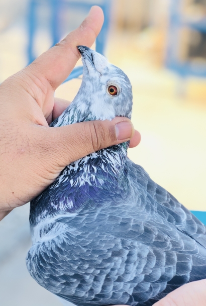 Belgium Red eyed pigeon
