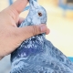 Belgium Red eyed pigeon 