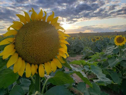 Fall Sunflower Maze