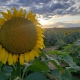 Fall Sunflower Maze
