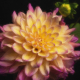 Monet Dahlia
