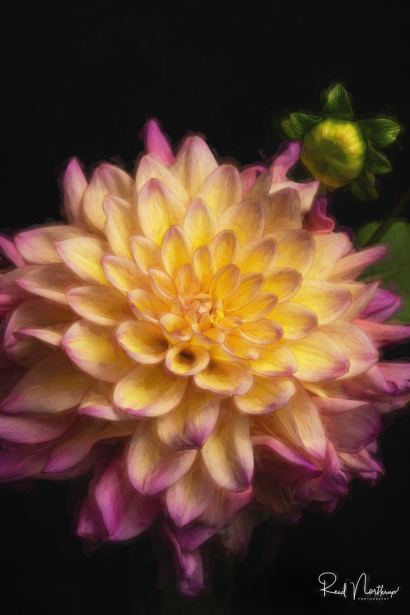 Monet Dahlia