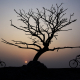 WAY BY THE LEAFLESS TREE