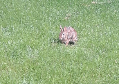 TheRabbit