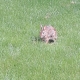 TheRabbit