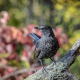 Black bird
