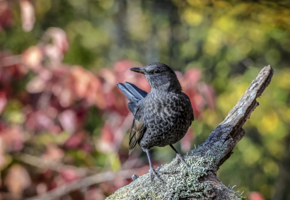 Black bird