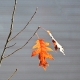 Fall Leave