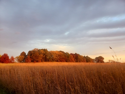 Goldenfield