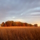 Goldenfield 