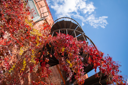 Vine wrapped spiral staircase...