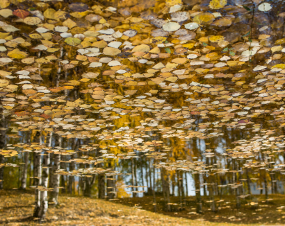 Reflection
