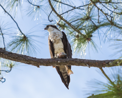 Osprey