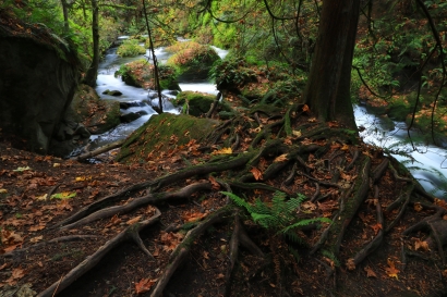 Crawling Roots