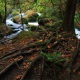 Crawling Roots
