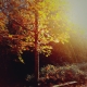 Lightly II