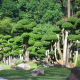 Fairy Tree Garden
