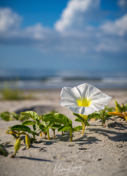 Folly Beach South Carolina Wil...
