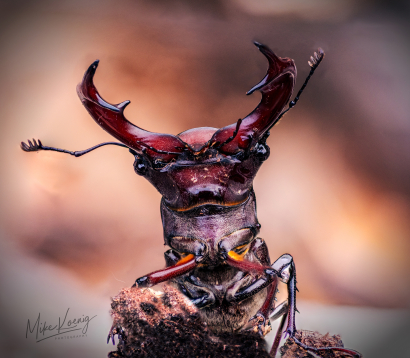 Stag Beetle Stare Down Dont Bl...