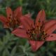 Lily