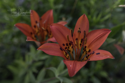 Lily