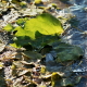 Last green autumn leafs in ice