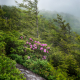 Wind Swept Trees & Rhododendron