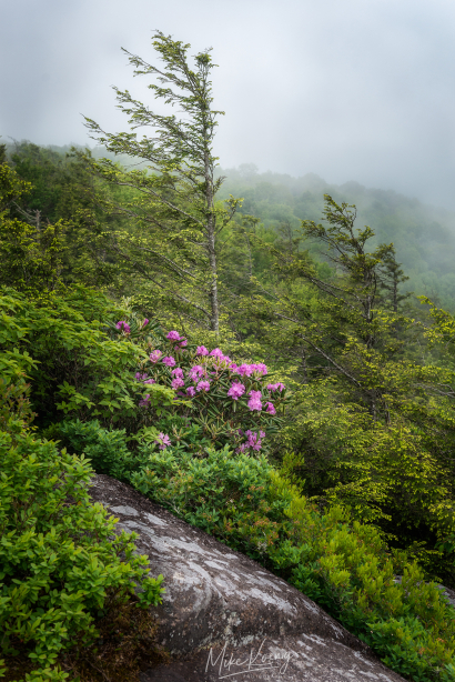 Wind Swept Trees & Rhododendro...