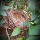 Circle of life