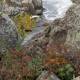 Autumn Falls