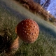 Amanita Muscatio