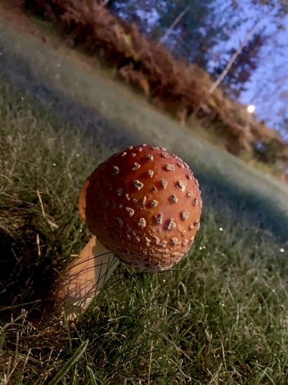 Amanita Muscatio
