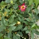 Flower with bee