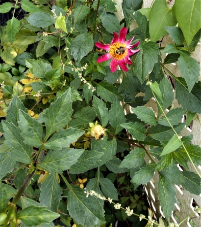 Flower with bee