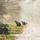 Foggy Fall