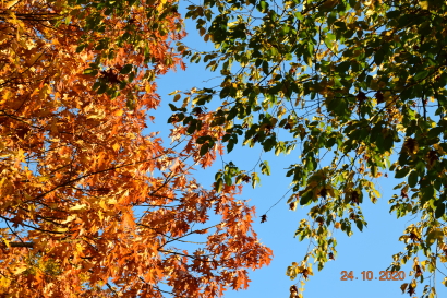 Autumn colours