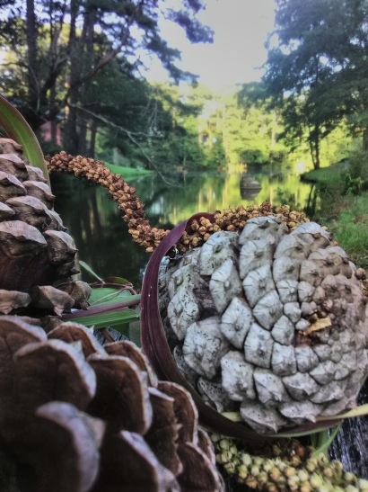 Through Pinecones