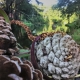 Through Pinecones