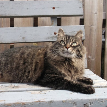The cat