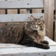 The cat