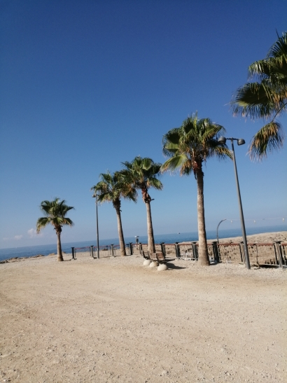 Palms
