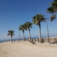 Palms