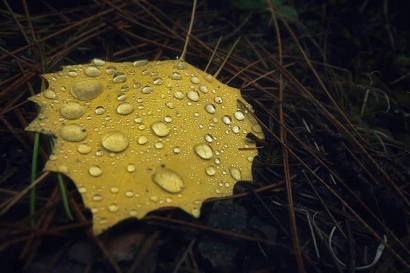 Color on the Forest Floor