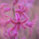 Textured Hyacinth