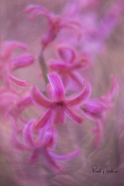 Textured Hyacinth