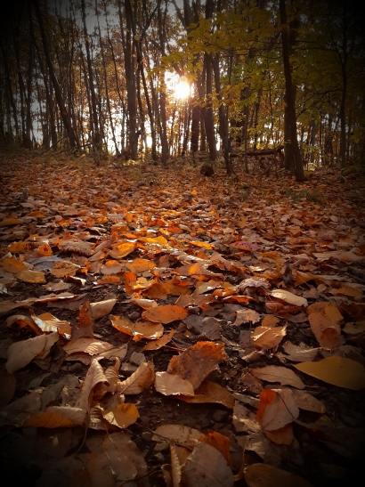 Autumn's dawn