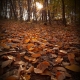 Autumn's dawn