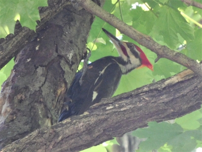 Woodpecker 