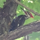Woodpecker 